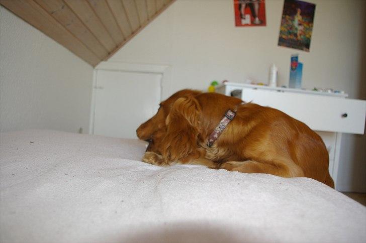 Cocker spaniel Balou - Trist når man ikke kan få den sidste del med ;p billede 17