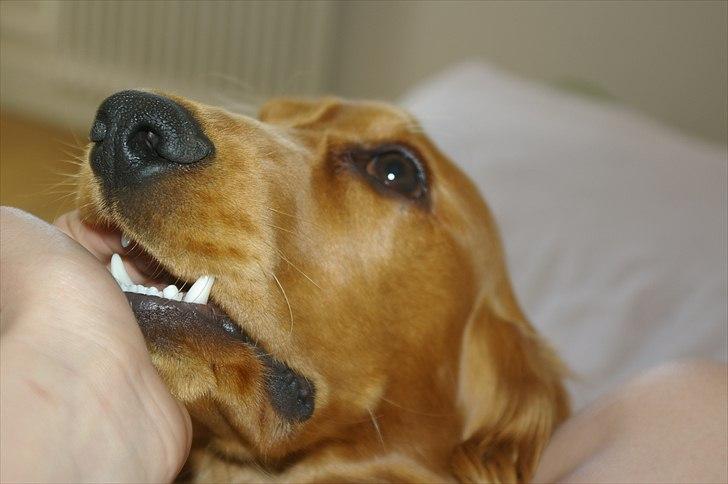 Cocker spaniel Balou - Se mine fine bisser mor  billede 18