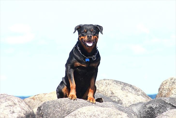 Rottweiler Vom Hause Kanku's Wictor. - 1. Maj 2011 Taget af F & Z billede 35