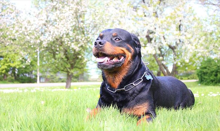 Rottweiler Vom Hause Kanku's Wictor. - 1. Maj 2011 Taget af F & Z
 billede 32