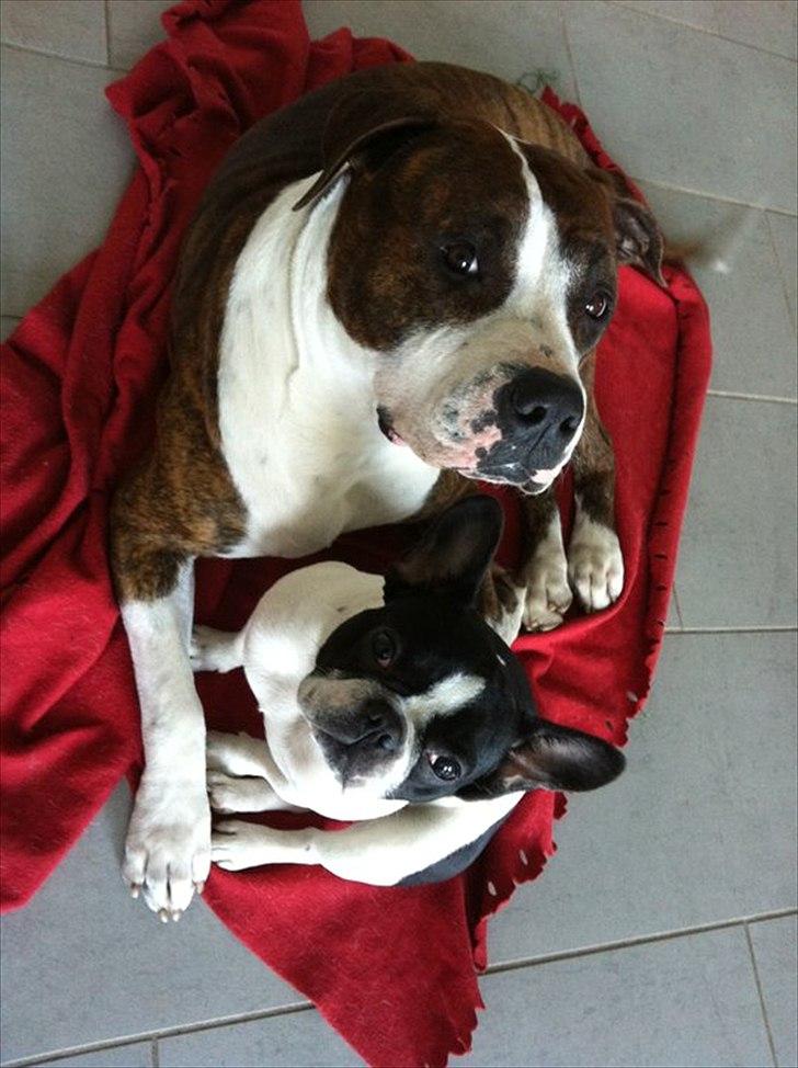 Fransk bulldog Bibbii - nyt 2011.. bibbii og hendes bedste ven billede 1