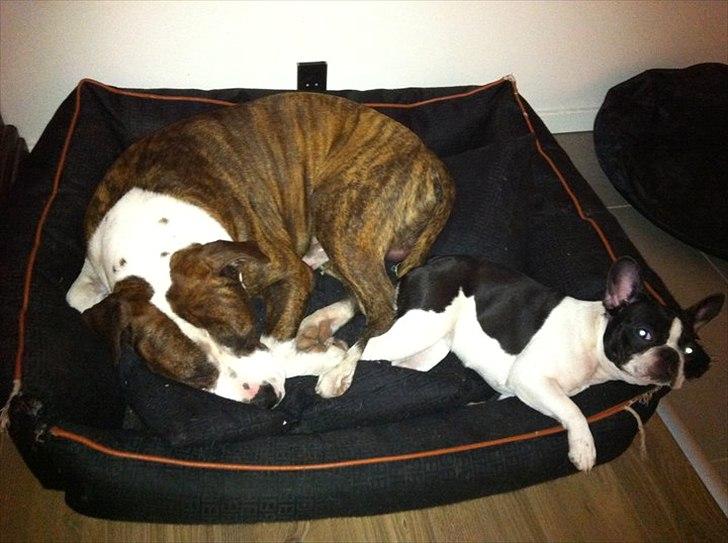 Fransk bulldog Bibbii - nyt 2011 billede 2