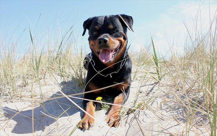 Rottweiler Vom Hause Kanku's Wictor. - 1. Maj 2011
Taget af F & Z billede 34
