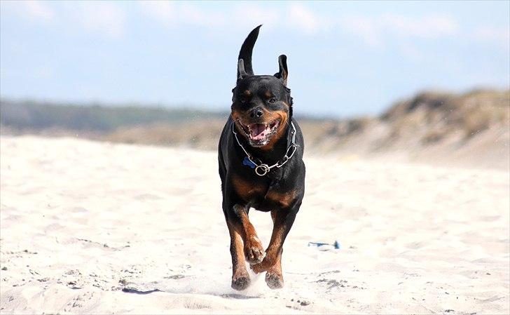 Rottweiler Vom Hause Kanku's Wictor. - 1. Maj 2011 Taget af F & Z
 billede 36