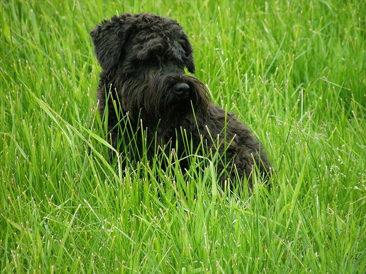 Dvaergschnauzer Ólafsvalla Lípurtá (Tinna) billede 1