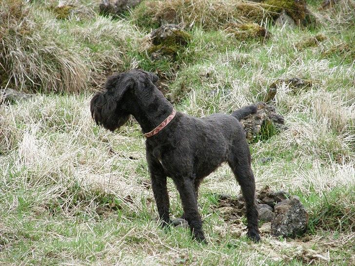 Dvaergschnauzer Ólafsvalla Lípurtá (Tinna) billede 2