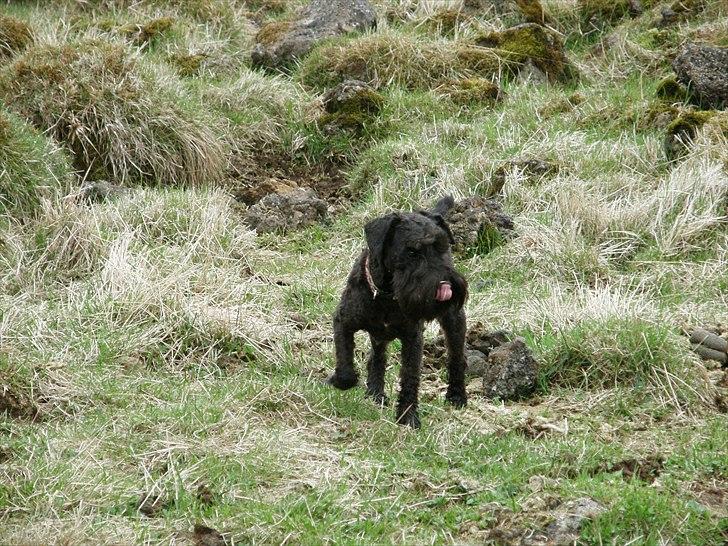 Dvaergschnauzer Ólafsvalla Lípurtá (Tinna) billede 3