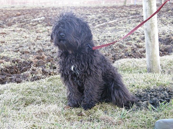 Dvaergschnauzer Ólafsvalla Lípurtá (Tinna) billede 4