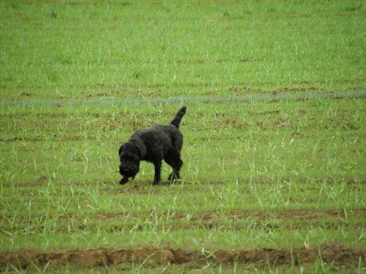 Dvaergschnauzer Ólafsvalla Lípurtá (Tinna) billede 5