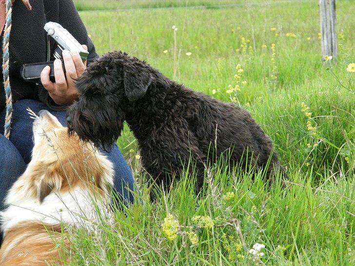 Dvaergschnauzer Ólafsvalla Lípurtá (Tinna) billede 6