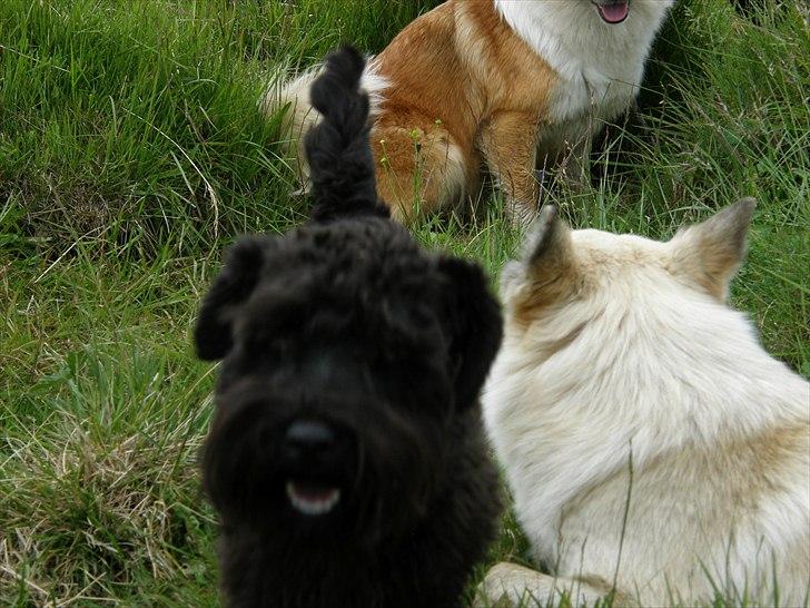 Dvaergschnauzer Ólafsvalla Lípurtá (Tinna) billede 7