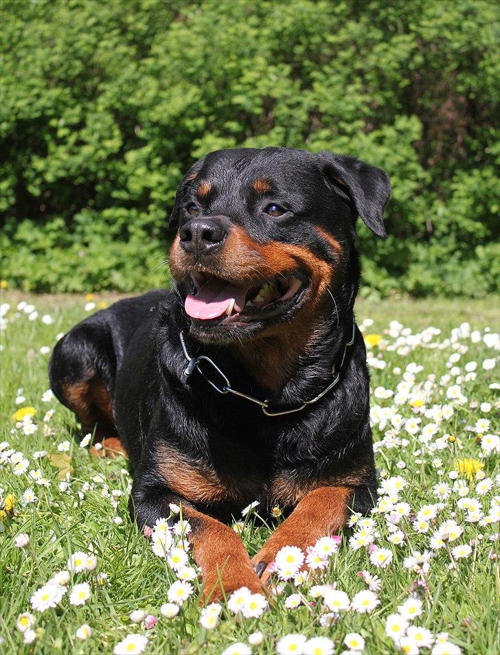 Rottweiler Vom Hause Kanku's Wictor. - 1. Maj
Taget af F & Z billede 33