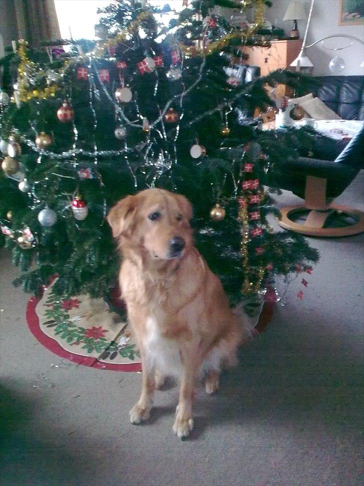 Blanding af racer Nico billede 4