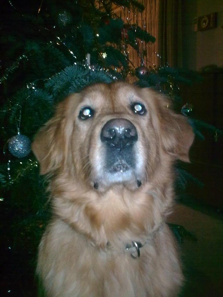 Blanding af racer Nico billede 5