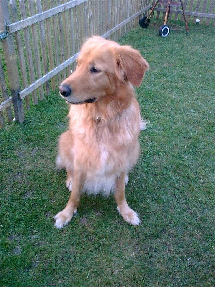 Blanding af racer Nico billede 2