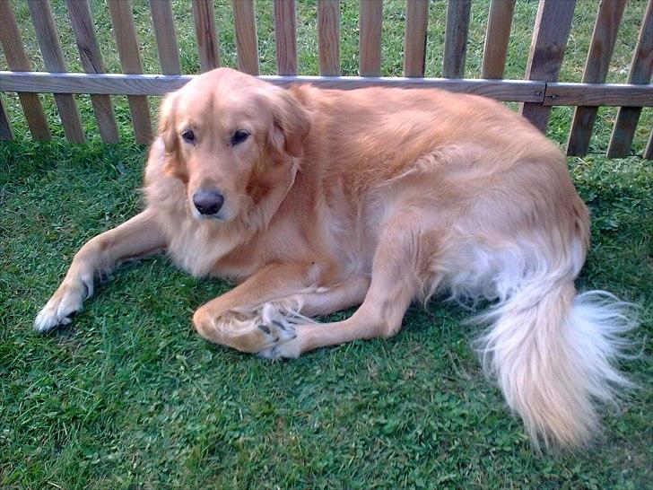 Blanding af racer Nico billede 3