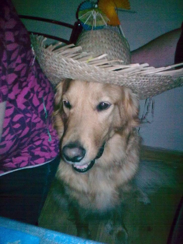 Blanding af racer Nico billede 7