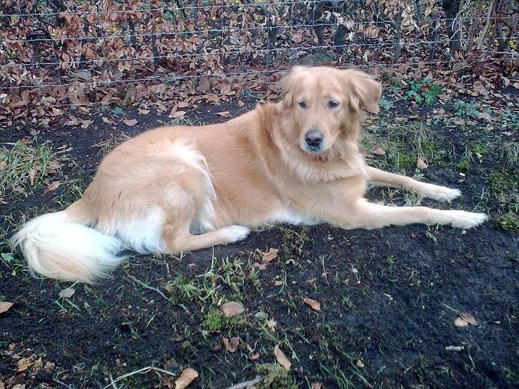 Blanding af racer Nico billede 1