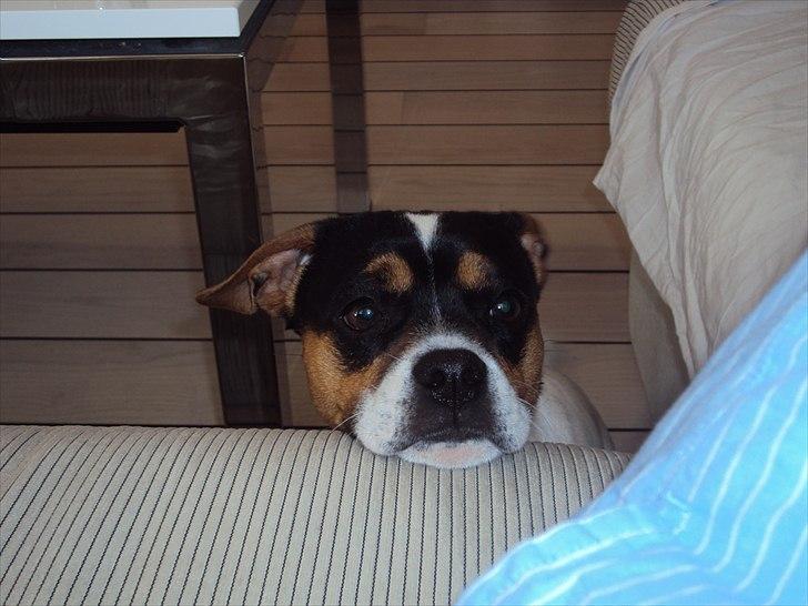 Blanding af racer Kato (Kejdow) billede 11