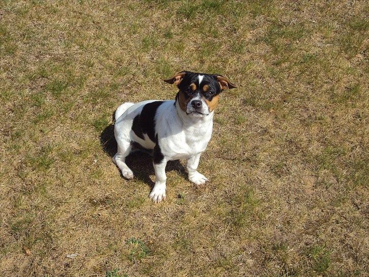 Blanding af racer Kato (Kejdow) billede 12