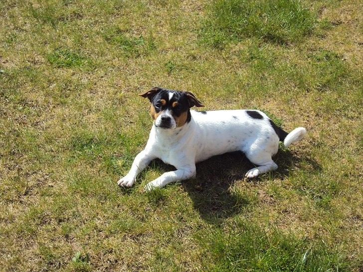 Blanding af racer Kato (Kejdow) billede 13