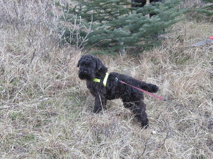 Dvaergschnauzer Ólafsvalla Lípurtá (Tinna) billede 8