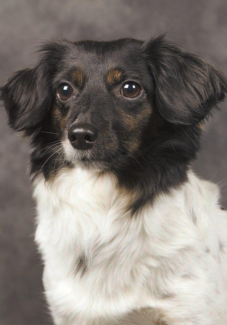 Blanding af racer Mathilde billede 4