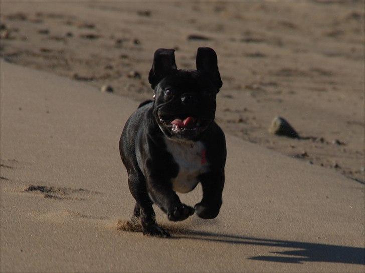 Fransk bulldog Berta <3 - damp :* - Faiiil xD <3
- 6 måneder 
11.05.11 billede 8