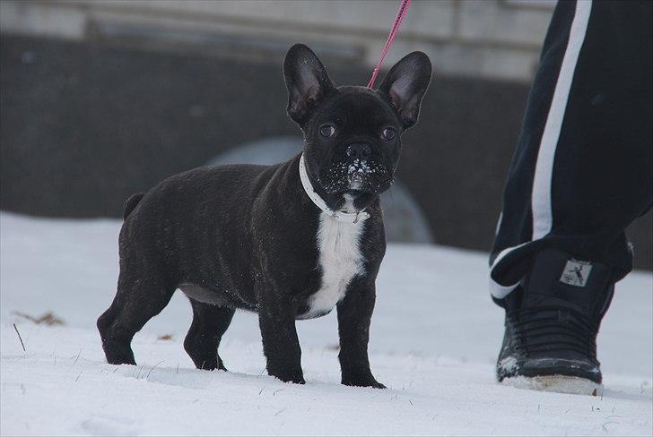 Fransk bulldog Berta <3 - damp :* - i sne :')
- 15 uger
20.02.11 billede 3