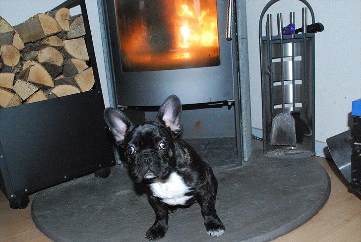 Fransk bulldog Berta <3 - damp :* - Der er dejlig varmt :)
17.03.11 billede 5