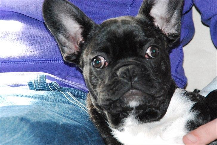 Fransk bulldog Berta <3 - damp :* - feder den med far :D
20.03.11 billede 6