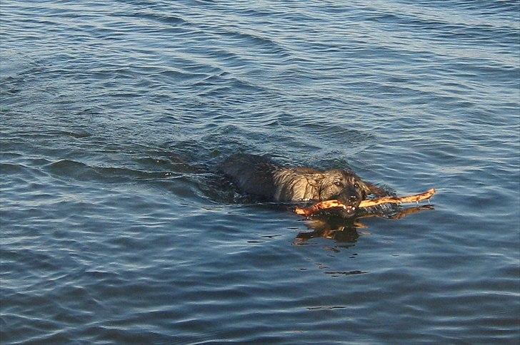 Schæferhund Abardi Astrid (sally) - vandhund billede 8