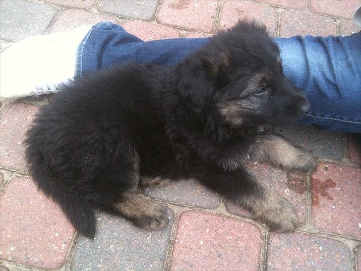 Schæferhund Tyson billede 1