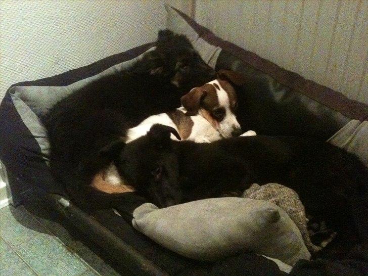 Schæferhund Tyson billede 2