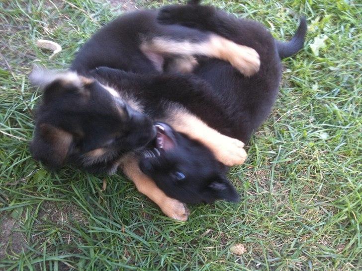 Schæferhund Tyson billede 3