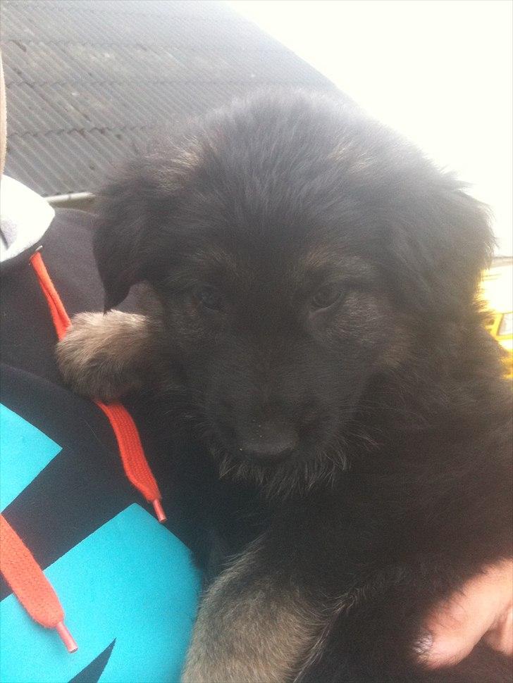 Schæferhund Tyson billede 4