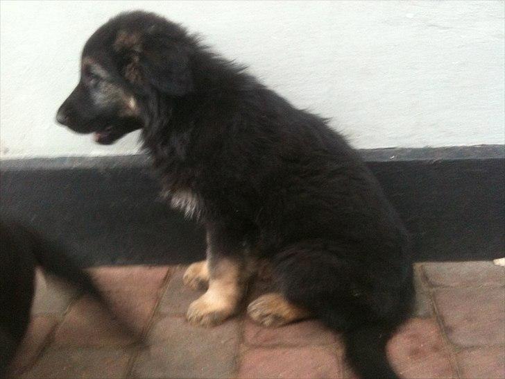 Schæferhund Tyson billede 5