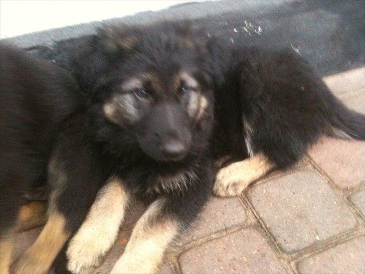 Schæferhund Tyson billede 6