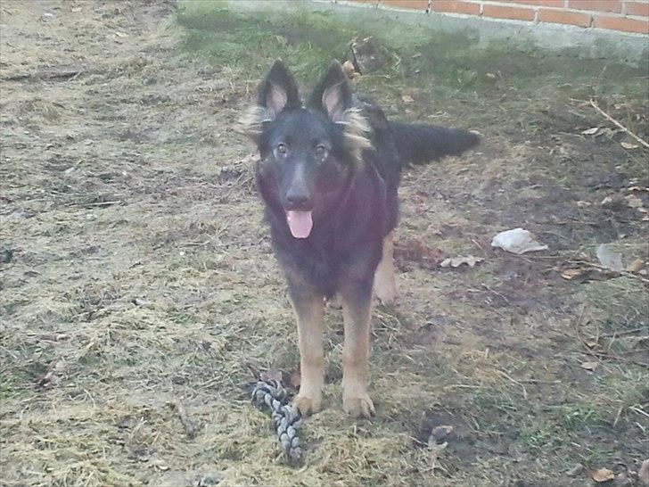 Schæferhund Tyson billede 7