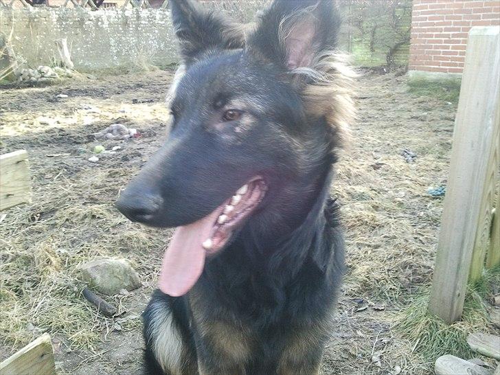 Schæferhund Tyson billede 8