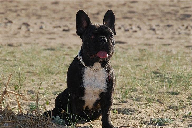Fransk bulldog Berta <3 - damp :* - søde hund<3
- 6 måneder 
11.05.11 billede 9