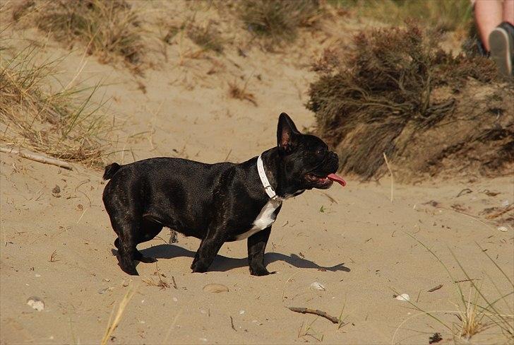 Fransk bulldog Berta <3 - damp :* - nysgerrighed :)
- 6 måneder
11.05.11 billede 10