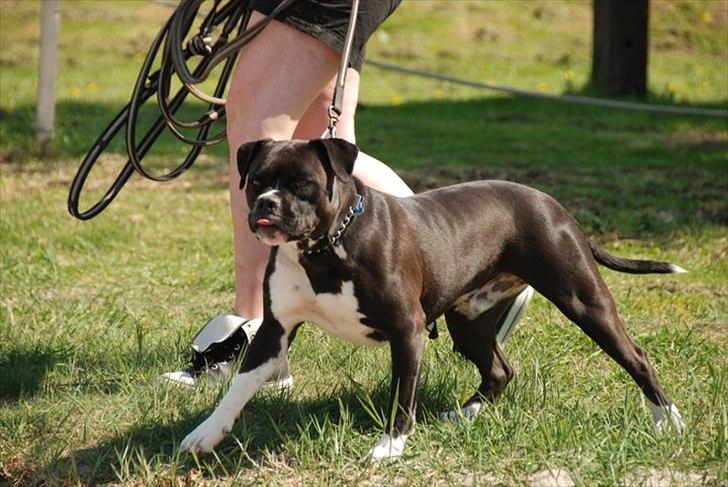 Blanding af racer Rocky billede 6