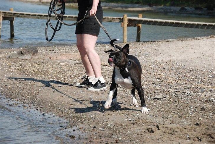 Blanding af racer Rocky billede 7