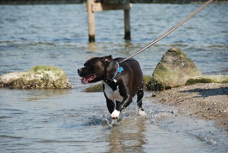 Blanding af racer Rocky billede 8