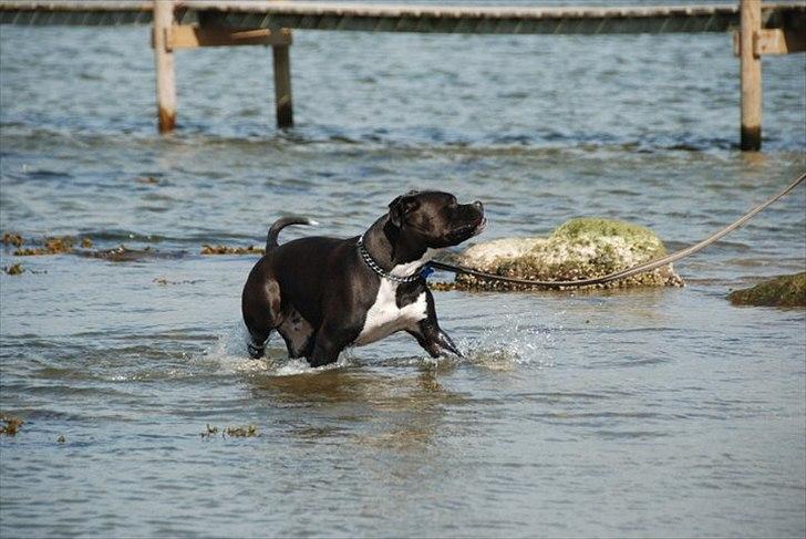 Blanding af racer Rocky billede 9