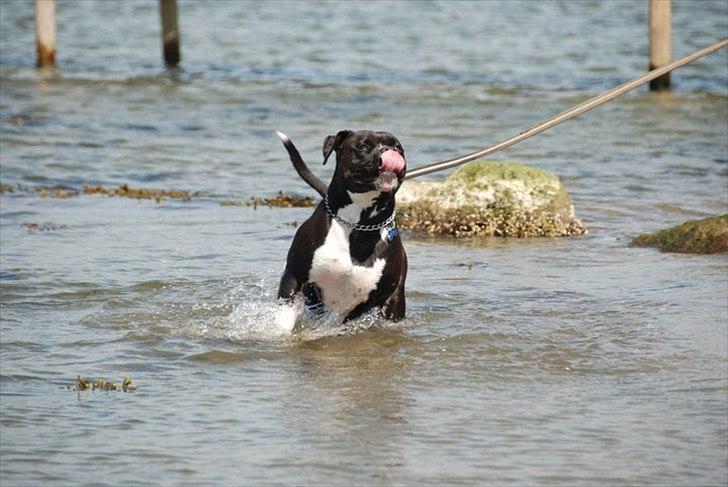 Blanding af racer Rocky billede 10