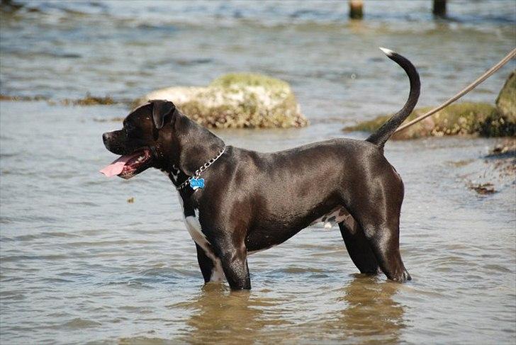 Blanding af racer Rocky billede 11