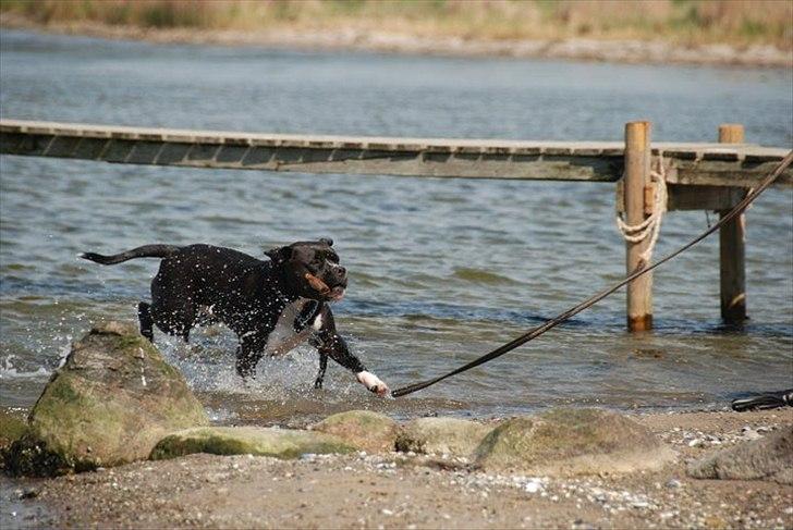 Blanding af racer Rocky billede 12