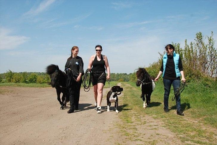 Blanding af racer Rocky billede 13